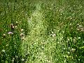 lasciando scia